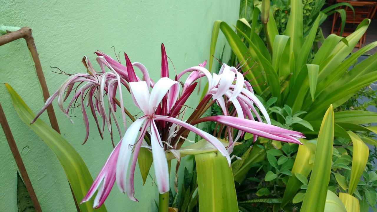 Pousada Flor D' Acucena Hotel Natal Eksteriør billede